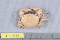 藏品(絨毛近方蟹)的圖片